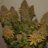 семена конопли G13 regular Ganja Seeds семена конопли G13 regular Ganja Seeds