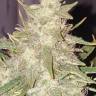 Auto Short Ryder regular Ganja Seeds Auto Short Ryder regular Ganja Seeds