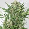 автоцветущие семена конопли Auto Amnesia XXL feminised Dinafem Seeds автоцветущие семена конопли Auto Amnesia XXL feminised Dinafem Seeds