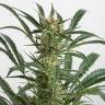 семена конопли феминизированные Auto Amnesia XXL feminised Dinafem Seeds семена конопли феминизированные Auto Amnesia XXL feminised Dinafem Seeds