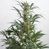 качественные семена конопли Auto Amnesia XXL feminised Dinafem Seeds качественные семена конопли Auto Amnesia XXL feminised Dinafem Seeds
