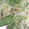 семена конопли курьером Purple Trainwreck feminised Humboldt Seeds семена конопли курьером Purple Trainwreck feminised Humboldt Seeds