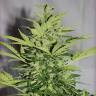 семена конопли медицинской Auto Supreme CBD Lemon OG feminised Nirvana Seeds