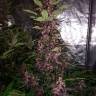 качественные семена конопли Auto Dark Devil feminised Sweet Seeds качественные семена конопли Auto Dark Devil feminised Sweet Seeds