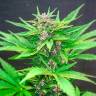 семена элитных сортов Auto Dark Devil feminised Sweet Seeds семена элитных сортов Auto Dark Devil feminised Sweet Seeds