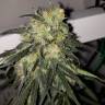 семена конопли элитных сортов Killer Kush F1 Fast Version feminised Sweet Seeds семена конопли элитных сортов Killer Kush F1 Fast Version feminised Sweet Seeds