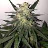 семена конопли в интернете Killer Kush F1 Fast Version feminised Sweet Seeds семена конопли в интернете Killer Kush F1 Fast Version feminised Sweet Seeds