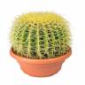 Семена кактуса Echinocactus Grusonii Семена кактуса Echinocactus Grusonii