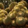 Купить семена кактуса Echinocactus Grusonii Купить семена кактуса Echinocactus Grusonii