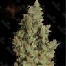 купить семена конопли Tangerine Dream fem по низкой цене купить семена конопли Tangerine Dream fem по низкой цене