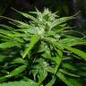 семена конопли марихуаны Auto Sour Diesel feminised семена конопли марихуаны Auto Sour Diesel feminised