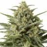 купить семена Auto White Widow XXL feminised купить семена Auto White Widow XXL feminised