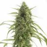 Auto White Widow XXL feminised купить в России Auto White Widow XXL feminised купить в России