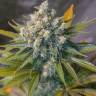 купить семена конопли в москве Auto Big Devil #2 regular купить семена конопли в москве Auto Big Devil #2 regular