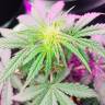 семена конопли онлайн Auto Big Devil #2 regular семена конопли онлайн Auto Big Devil #2 regular
