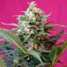 купить семена конопли купить онлайн Auto Big Devil #2 regular купить семена конопли купить онлайн Auto Big Devil #2 regular