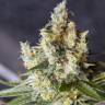 заказать семена конопли с доставкой Auto Big Devil #2 regular заказать семена конопли с доставкой Auto Big Devil #2 regular