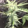 семена конопли онлайн Auto Big Devil #2 regular семена конопли онлайн Auto Big Devil #2 regular