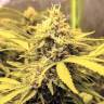 семена конопли в оригинальных упаковках AK-48 feminised Nirvana Seeds