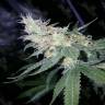 Купить семена конопли Sugar Black Rose fem fast Version в интернете Купить семена конопли Sugar Black Rose fem fast Version в интернете