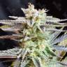 Sugar Black Rose feminised Ganja Seeds Fast Version купить семена конопли дешевые семена конопли в интернете Sugar Black Rose feminised Ganja Seeds Fast Version купить семена конопли дешевые семена конопли в интернете
