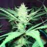 Auto Caiera feminised GanjaVIP Seeds Auto Caiera feminised GanjaVIP Seeds