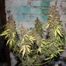 Auto Caiera feminised GanjaVIP Seeds Auto Caiera feminised GanjaVIP Seeds