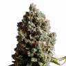 Auto Caiera feminised GanjaVIP Seeds Auto Caiera feminised GanjaVIP Seeds