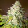 Auto Caiera feminised GanjaVIP Seeds Auto Caiera feminised GanjaVIP Seeds