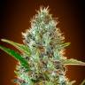 Auto Caiera feminised GanjaVIP Seeds Auto Caiera feminised GanjaVIP Seeds