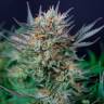 Auto Caiera feminised GanjaVIP Seeds Auto Caiera feminised GanjaVIP Seeds