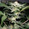 Auto Caiera feminised GanjaVIP Seeds Auto Caiera feminised GanjaVIP Seeds