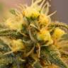 Auto Caiera feminised GanjaVIP Seeds Auto Caiera feminised GanjaVIP Seeds