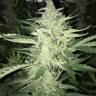 Auto Cheese feminised Dinafem Seeds Auto Cheese feminised Dinafem Seeds