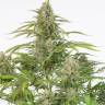 Auto Cheese feminised Dinafem Seeds Auto Cheese feminised Dinafem Seeds