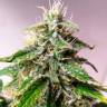 Auto Cheese feminised Dinafem Seeds Auto Cheese feminised Dinafem Seeds