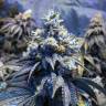 семена сортовой конопли Auto Sinevir regular семена сортовой конопли Auto Sinevir regular