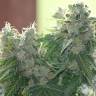 регулярные семена конопли купить Auto Sinevir regular регулярные семена конопли купить Auto Sinevir regular