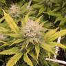 семена конопли Россия Aurora Indica feminised Nirvana Seeds семена конопли Россия Aurora Indica feminised Nirvana Seeds