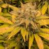 купить семена конопли Aurora Indica feminised Nirvana Seeds купить семена конопли Aurora Indica feminised Nirvana Seeds
