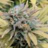 заказ семян конопли Москва Aurora Indica feminised Nirvana Seeds заказ семян конопли Москва Aurora Indica feminised Nirvana Seeds