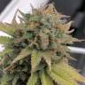 семена конопли Aurora Indica feminised Nirvana Seeds семена конопли Aurora Indica feminised Nirvana Seeds