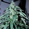 семена индийской конопли Psicodelicia feminised Sweet Seeds семена индийской конопли Psicodelicia feminised Sweet Seeds