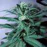 мощные семена конопли Psicodelicia feminised Sweet Seeds мощные семена конопли Psicodelicia feminised Sweet Seeds