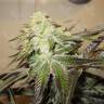Head Band feminised Ganja Seeds семена каннабиса купить у надежного партнера Head Band feminised Ganja Seeds семена каннабиса купить у надежного партнера