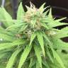 семена конопли сорта сатива Auto Mango feminised семена конопли сорта сатива Auto Mango feminised