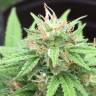 семена конопли для посадки купить Auto Mango feminised семена конопли для посадки купить Auto Mango feminised