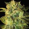 семена конопли для выращивания Auto Mango feminised семена конопли для выращивания Auto Mango feminised