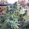 семена конопли Россия Hollands Hope regular Ganja Seeds семена конопли Россия Hollands Hope regular Ganja Seeds