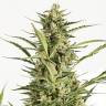семена конопли Auto Critical Jack feminised Dinafem Seeds семена конопли Auto Critical Jack feminised Dinafem Seeds